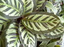Peacock Plant